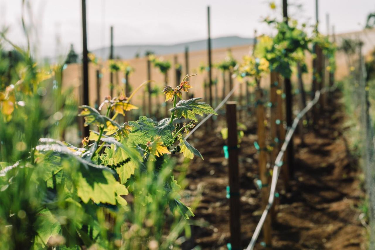 Quinta Sofia Valle De Guadalupe (Adults Only) Ngoại thất bức ảnh