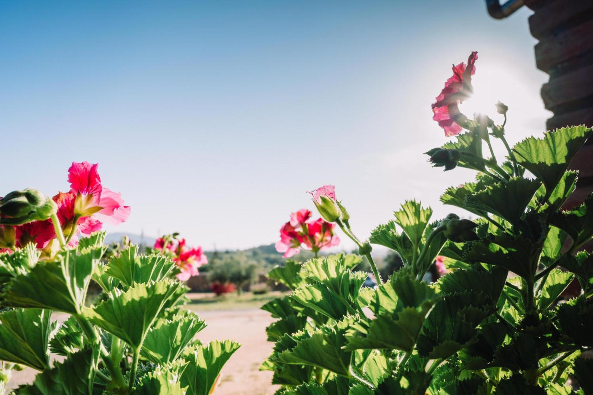 Quinta Sofia Valle De Guadalupe (Adults Only) Ngoại thất bức ảnh